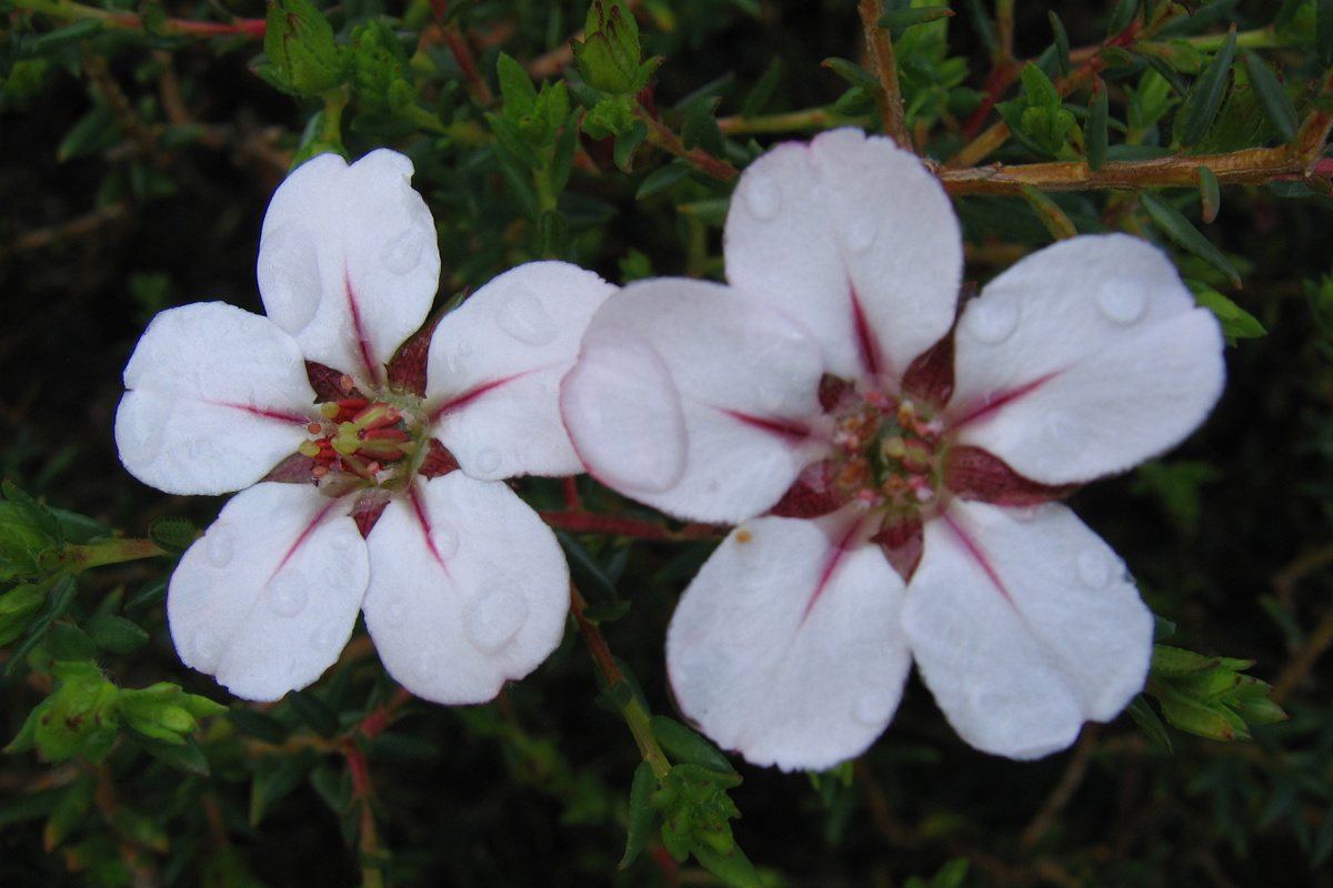 Adenandra uniflora (2).jpg